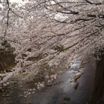 桜な平日